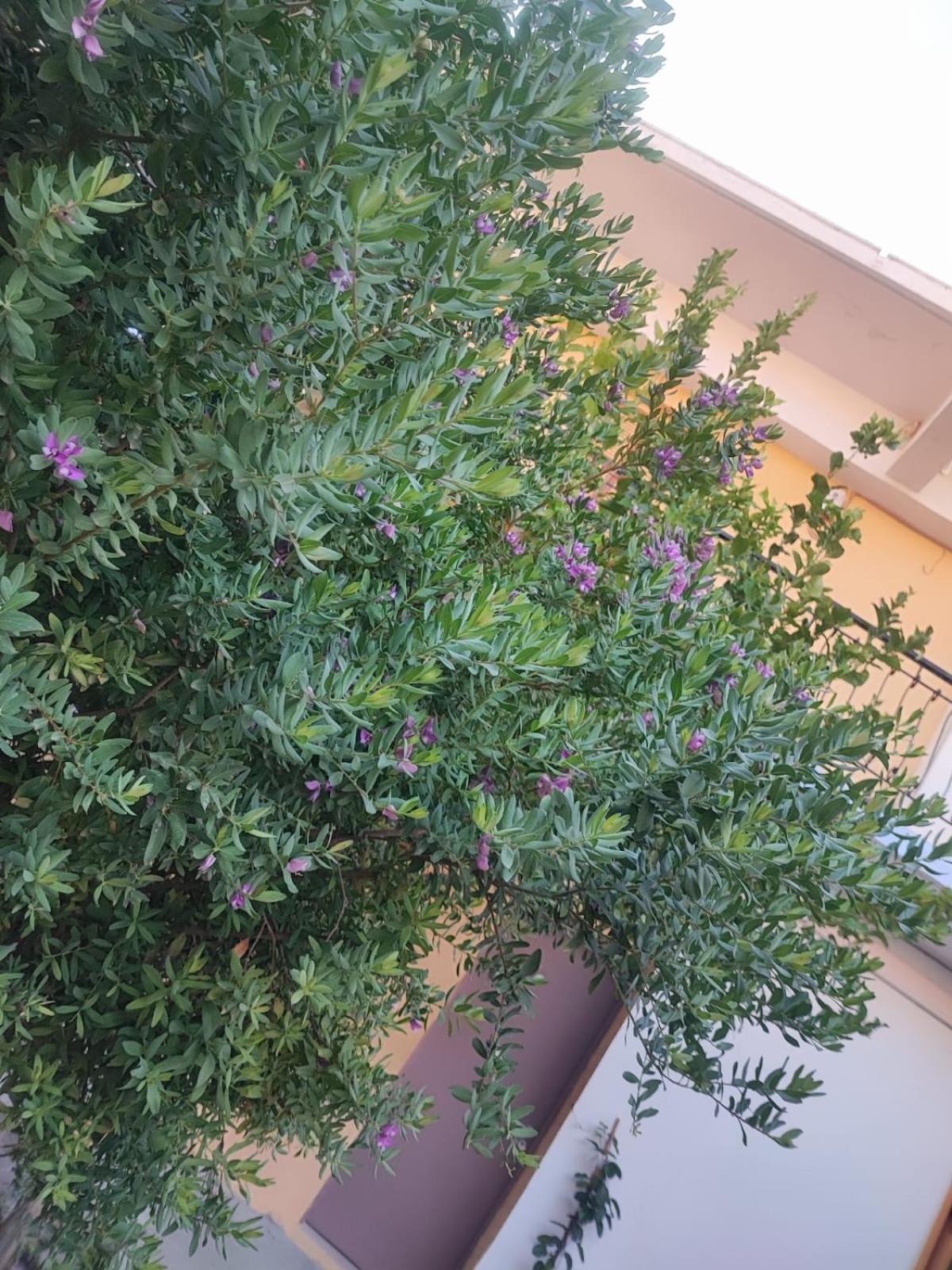 Myrtia Lägenhet Symi Exteriör bild
